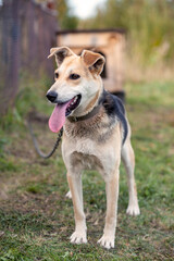 Wall Mural - A cheerful big dog with a chain tongue sticking out. Portrait of a dog on a chain that guards the house close-up. A happy pet with its mouth open. Simple dog house in the background