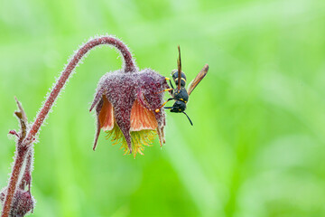 Wall Mural - a wasp in the morning dew sits on a bell flower