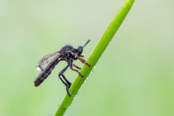 Wall Mural - the asilidae are the robber fly family, also called assassin flies.