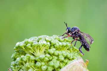 Wall Mural - the asilidae are the robber fly family, also called assassin flies.