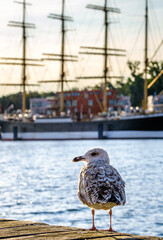 Canvas Print - harbor of Travemünde - germany