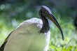 ibis sacré en gros plan dans un parc