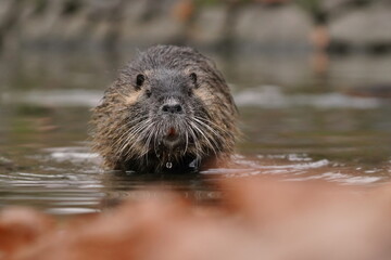 Wall Mural - Coypu (Myocastor coypus) in the nature habitat. nutria sitting in the water.