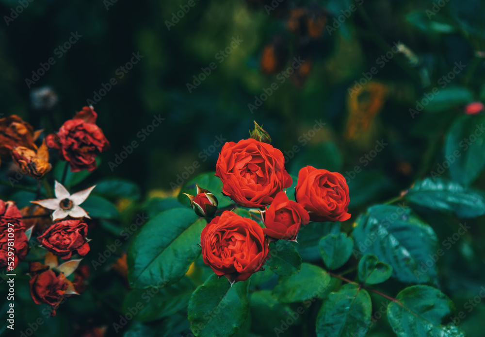 Beautiful bright red rose flowers and buds, growing in the garden. Summer nature.