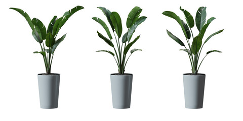 Wall Mural - Wild Banana tree in a plant pot isolated on transparent background, minimal and scandinavian style,Realistic 3D render