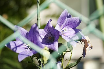 Poster - Blue flower plant in the garden with a bokeh background