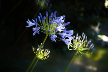 Poster - Blue flower plant in the garden with a bokeh background