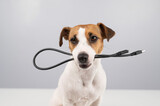 Fototapeta Zwierzęta - Dog jack russell terrier gnaws on a black usb wire on a white background. 