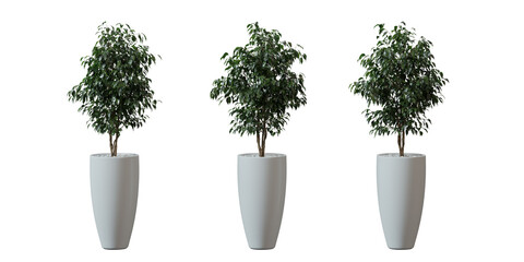 Wall Mural - Benjamin Fig tree in a plant pot isolated on transparent background, minimal and scandinavian style,Realistic 3D render