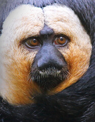 Fototapete - Saki monkey - Pithecia pithecia portrait. They live in the trees of a south american rain forests. Endangered animal in a wilderness. Wildlife photography.