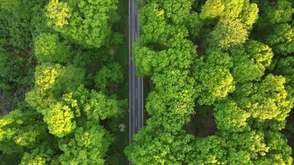 Canvas Print - Aerial top view of a smooth highway passing through green deciduous forest on sunny day