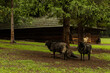 Czarne owieczki na farmie