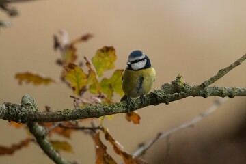 Canvas Print - Blue Tit bird perching on a tree in the forest