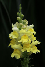 Flowering Spike Of Yellow Snapdragon Flowers In Close Up