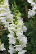 Flowering spikes of white snapdragon flowers