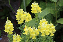 Flowering Spikes Of Yellow Snapdragon Flowers