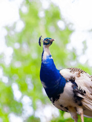 Poster - peacock portrait in the wild