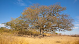 Fototapeta Sawanna - A big old fig tree, Tomjachu Bush Retreat, Mpumalanga, South Africa.