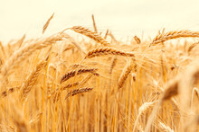 Golden Wheat Rye Landscape In Sun Day. Golden Harvest Background. Bread Plant Agriculture Farm Cereal Crop In Sunset.