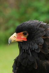 Poster - Close up of a Bateleur eagle with a gorgeous yellow and red beak.