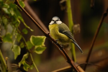 Poster - Focus shot of a blue tit perched on a branch of ivy.