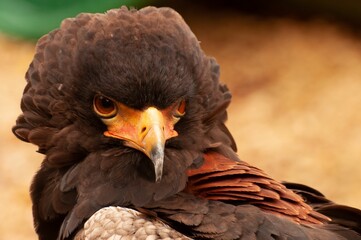 Canvas Print - Close up head shot of a Bareleur Ealge looking over its wing.