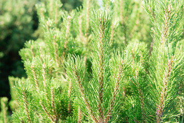 Sticker - Christmas tree growing outdoors closeup. The concept of New Year wallpaper. fir branches	