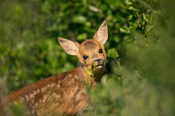 Little cute roe deer walks among the bushes on a green field and waits for the mother. A lone roe deer peeks curiously out of the bushes in a meadow in mid-spring