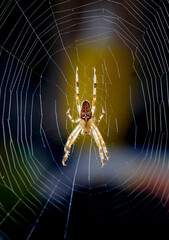 Wall Mural - Close up macro shot of a European garden spider ,cross spider, Araneus diadematus, hanging in a spider web