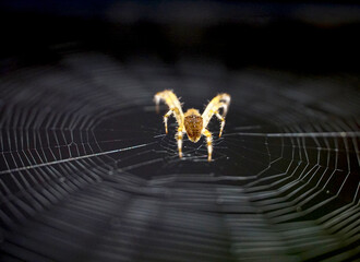 Wall Mural - Close up macro shot of a European garden spider ,cross spider, Araneus diadematus, hanging in a spider web