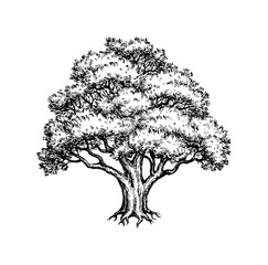 Wall Mural - yew tree ink sketch.