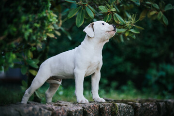 Canvas Print - American bulldog purebred dog puppy outside. Green background and bull type dog.	
