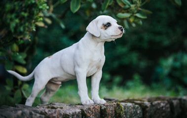 Wall Mural - American bulldog purebred dog puppy outside. Green background and bull type dog.	
