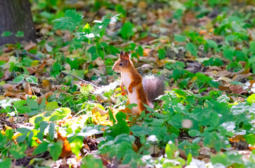 Red squirrel