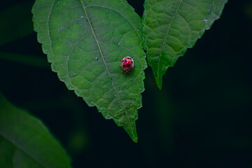 Wall Mural - Coccinellidae is a widespread family of small beetles ranging in size from 0.8 to 18 mm.