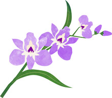Water Color Texture Botanic Garden Plant Flower Purple Orchid