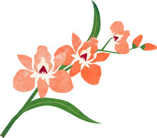 Water Color Texture Botanic Garden Plant Flower Orange Orchid