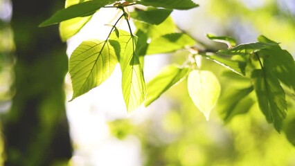 Wall Mural - A young twig swings in the wind . Nature HD. Spring