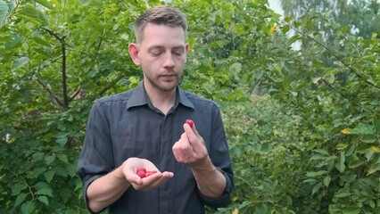 Wall Mural - Male eating fresh ripe raspberry. Handsome man in the garden with organic harvested berries. 4k video