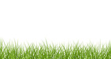 Fototapeta Sypialnia - Vector bright green realistic seamless grass border isolated on transparent background