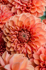 Sticker - Apricot-orange dahlia on a blurred background.