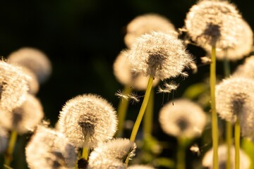 Canvas Print - Macro shot of a dandelion flower in the garden