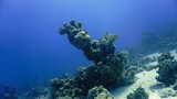 Fototapeta Do akwarium - Beautiful and colorful coral reef. From a scuba dive.