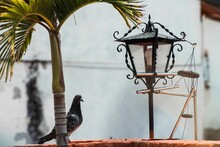 Cute Pigeon Standing Near A Palm Tree And A Street Light