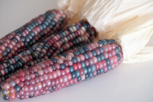Zea Mays Glass Gem Corn Cobs, Also Known As Calico, Flint Or Fiesta Corn, With Brightly Coloured Kernels. Grown In An Urban Garden In London UK.
