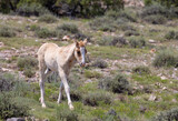 Fototapeta  - Wild Horse Foal in Montana in Summer