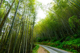 Fototapeta Sypialnia - The walkway between bamboo forests in Nantou, Taiwan.