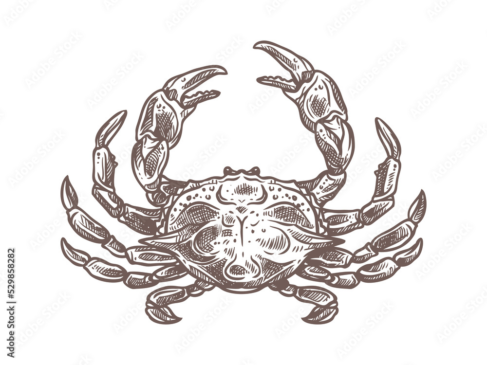 Vector de Stock Crab sketch vector - hand drawn crustacean with claws ...