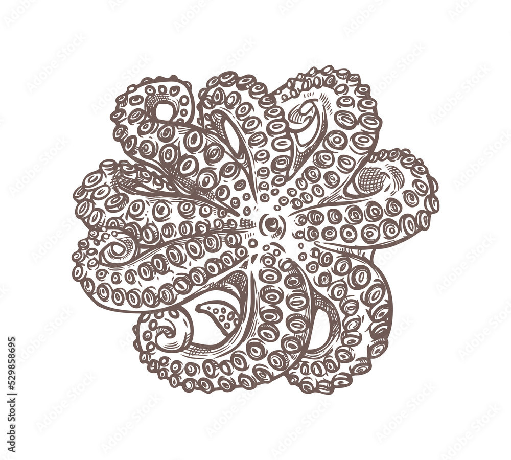 Octopus with tentacles sketch vector - hand drawn sea squid isolated on ...
