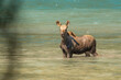 Baby moose in colorful blue and green water. 